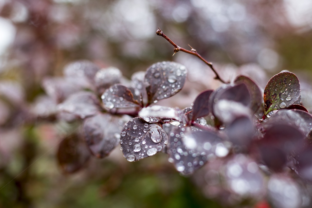 autumn bush water free photo