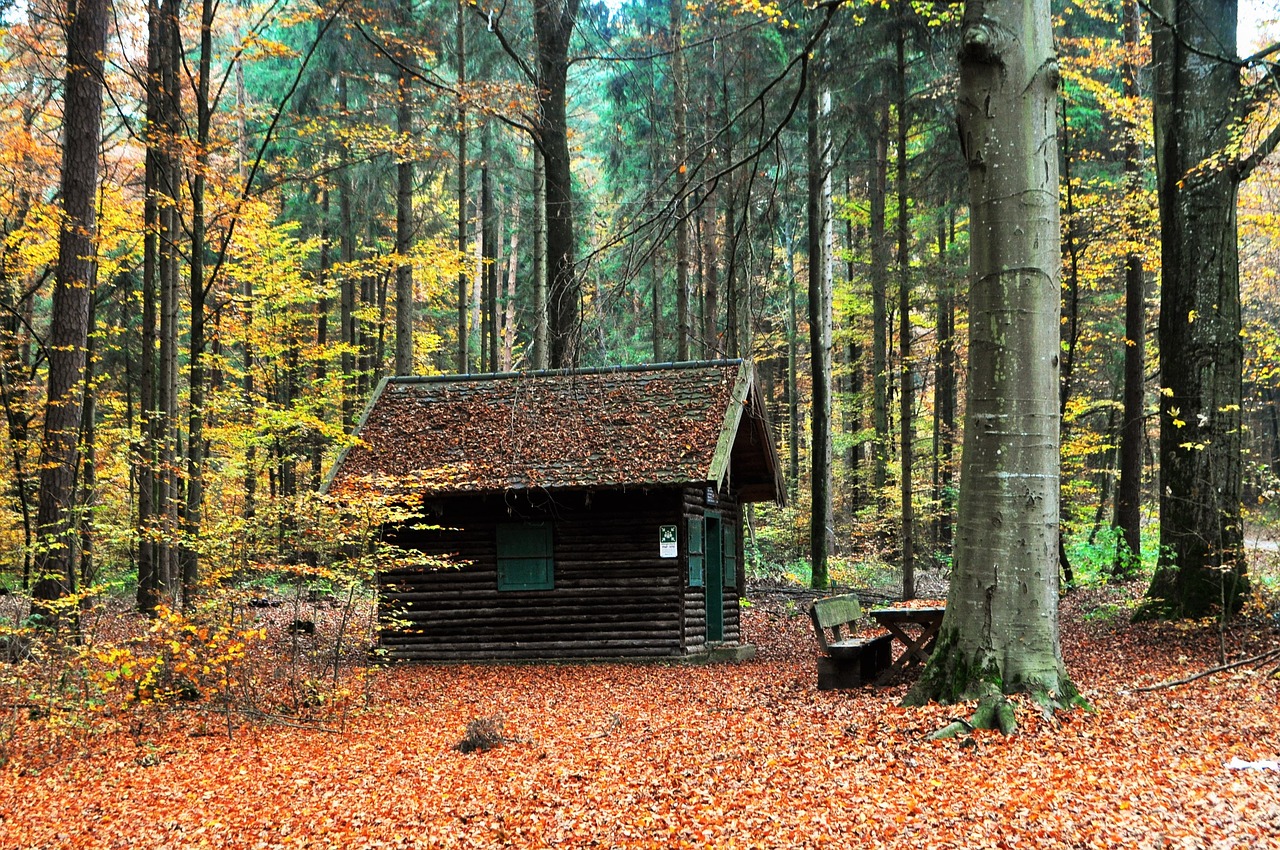 autumn landscape tree free photo