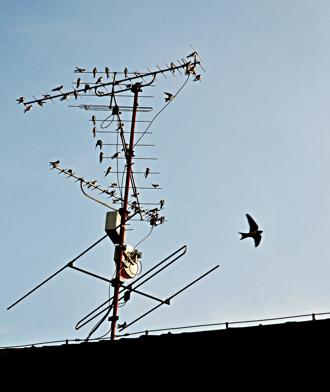 autumn swallows before departure free photo