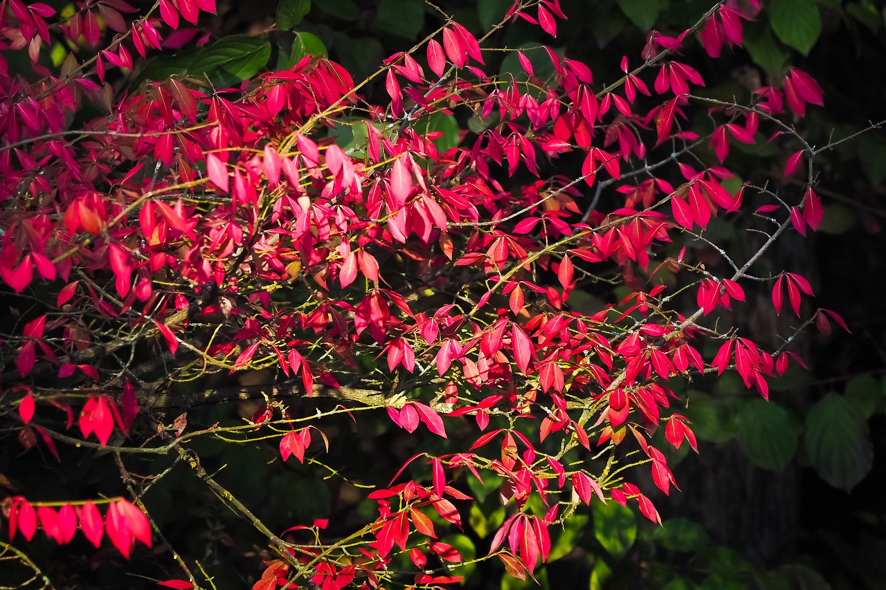 autumn red leaves free photo