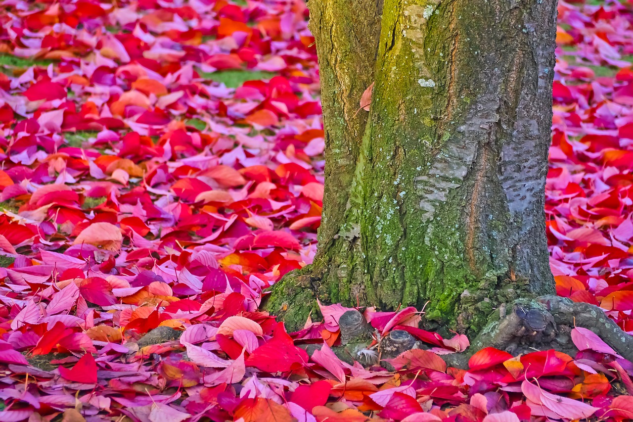 autumn red leaves free photo