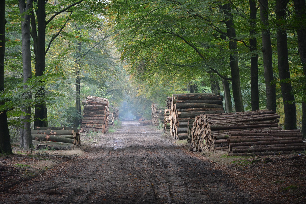 autumn forest nature free photo