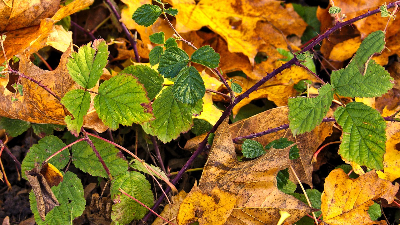 autumn blackberry leaves free photo