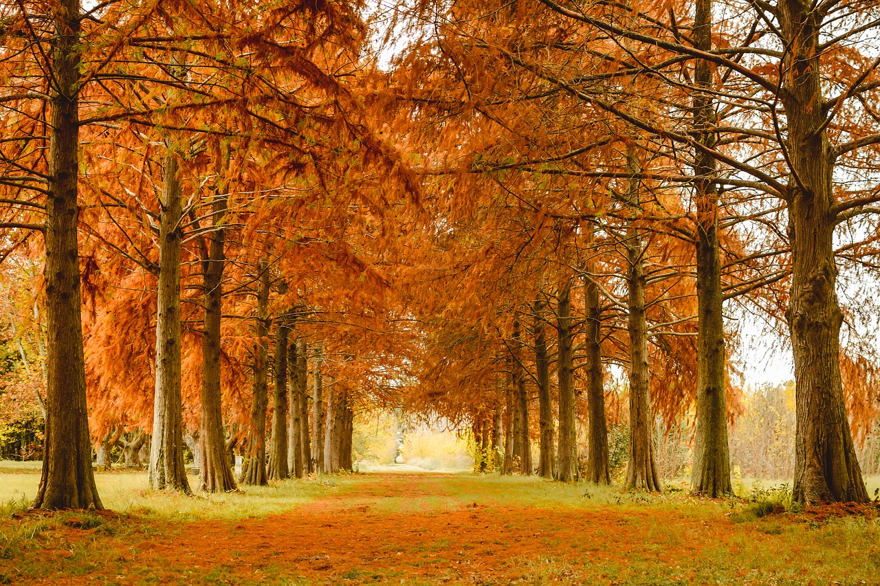 autumn nature trees free photo