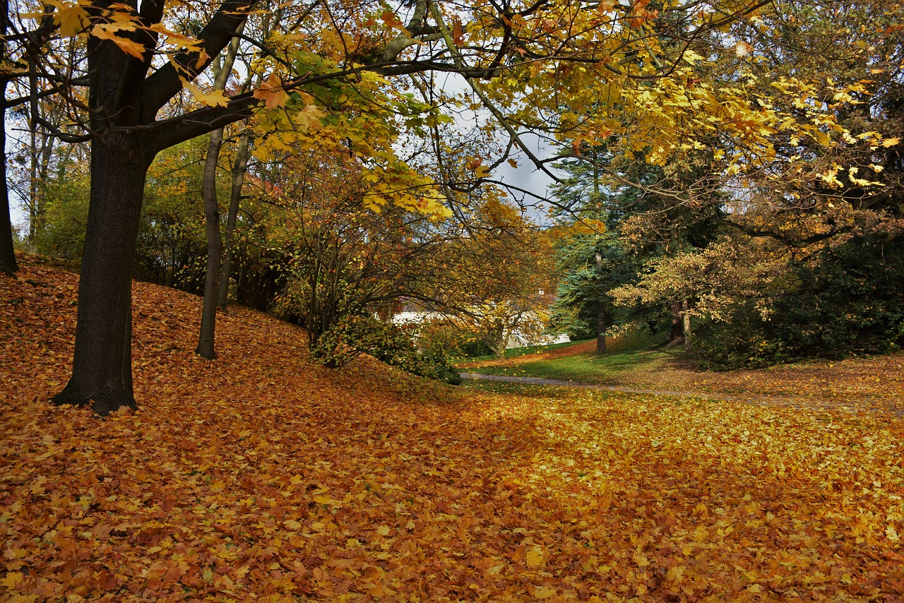 autumn nature colors free photo
