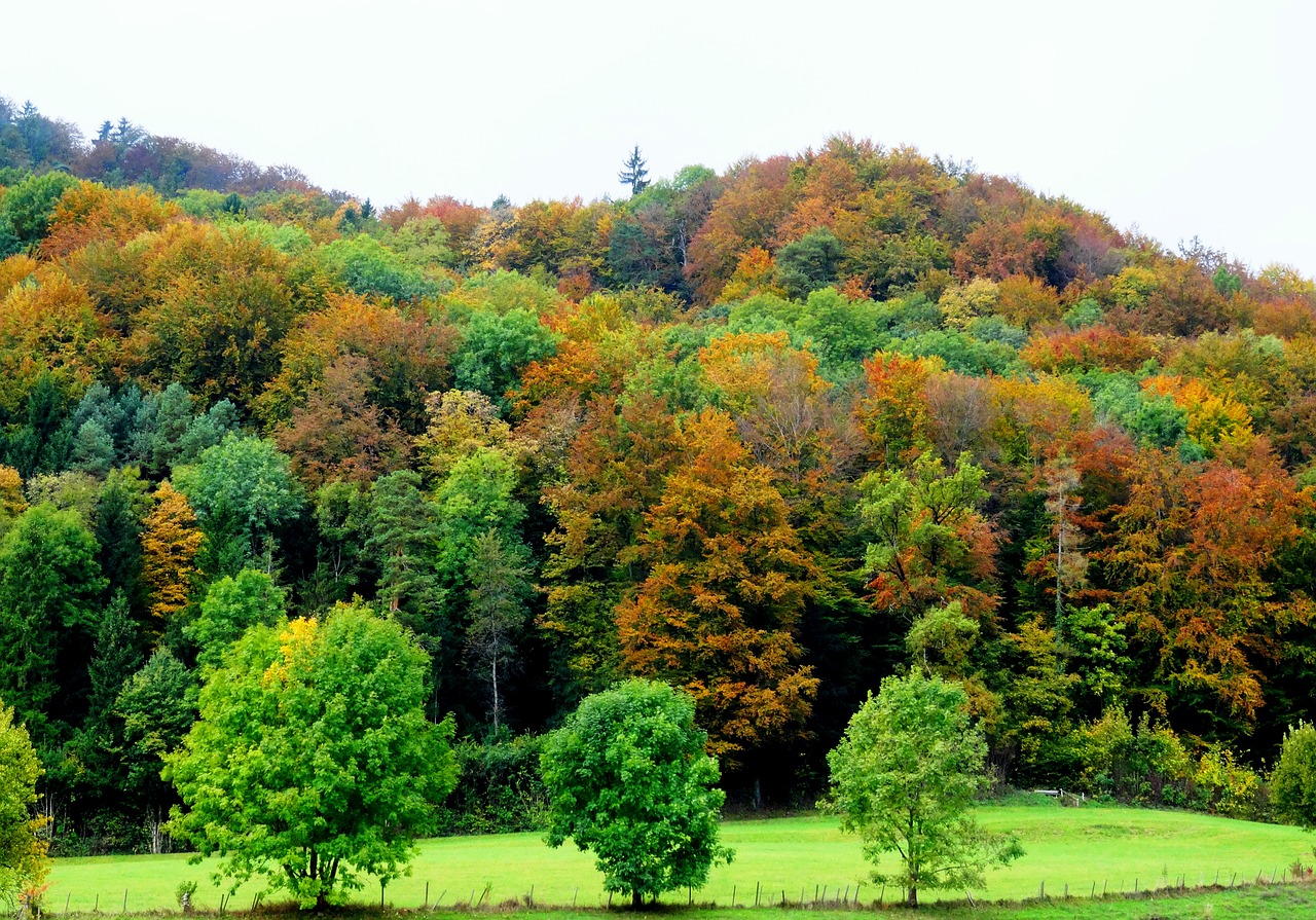 autumn forest nature free photo