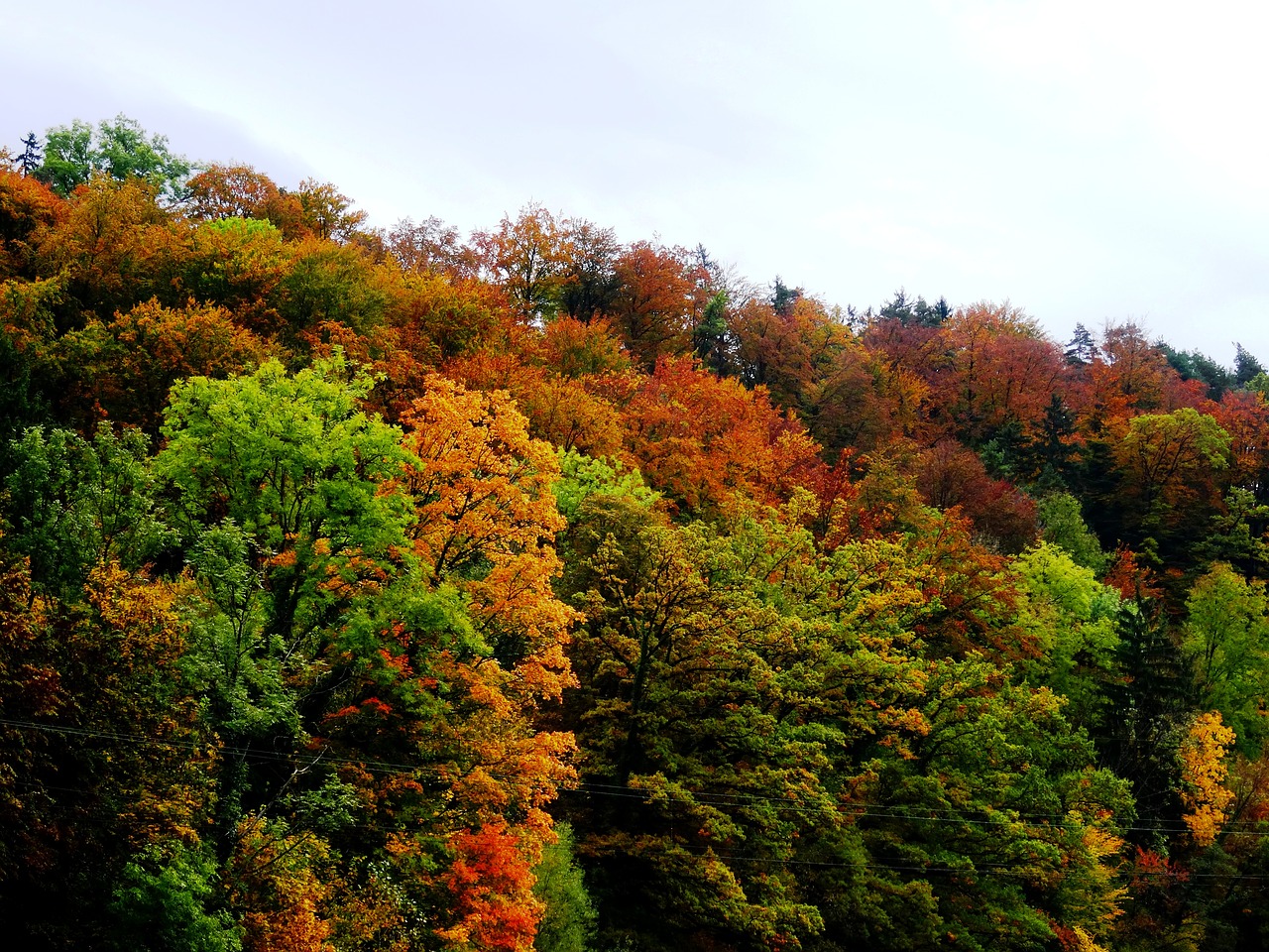 autumn forest nature free photo