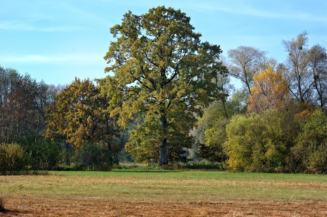 autumn trees color free photo