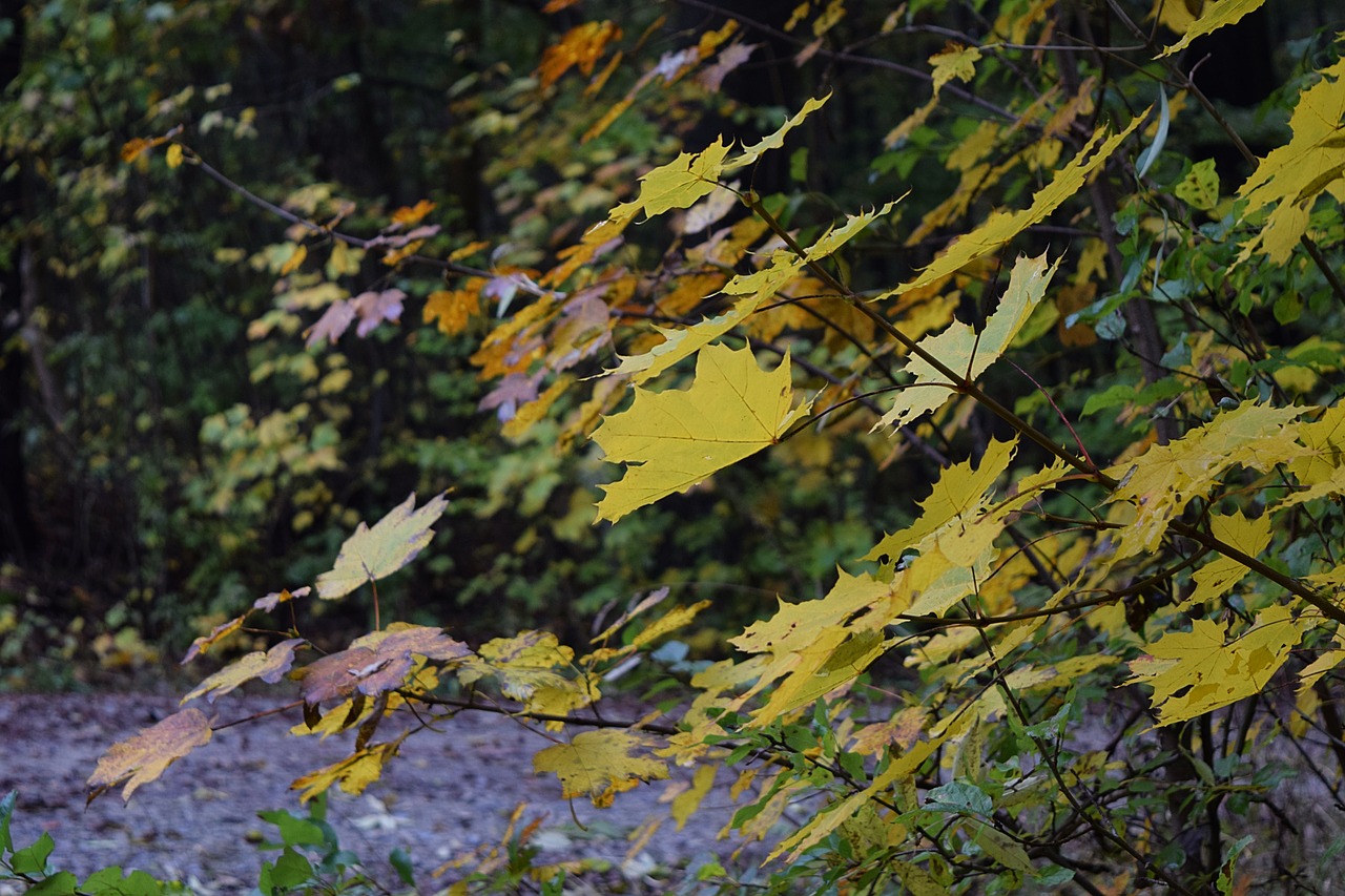 autumn deciduous forest october free photo