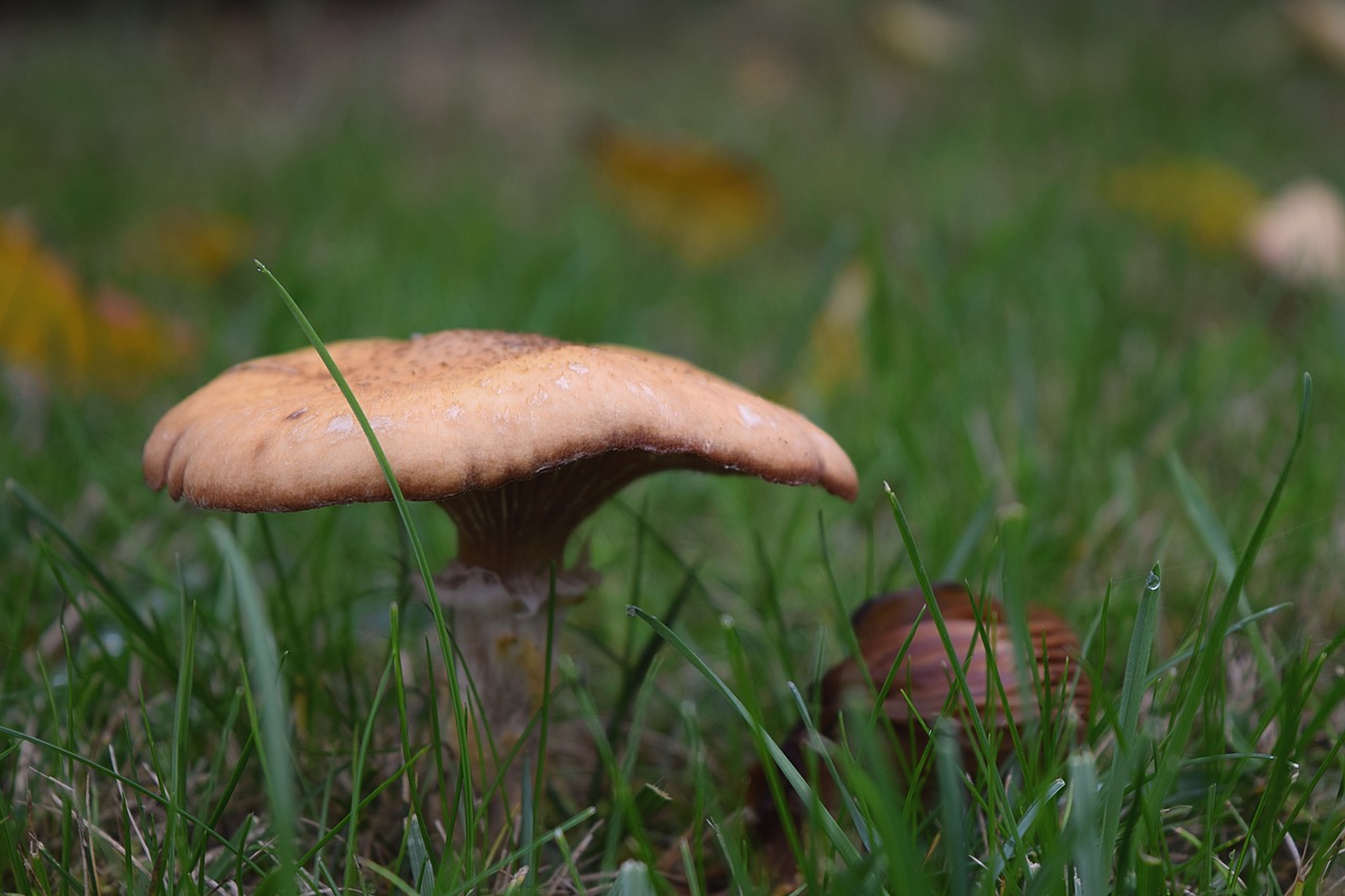 autumn mushroom meadow free photo