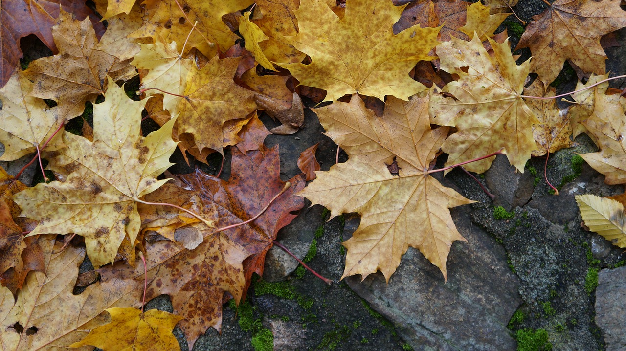 autumn leaves colors of autumn free photo