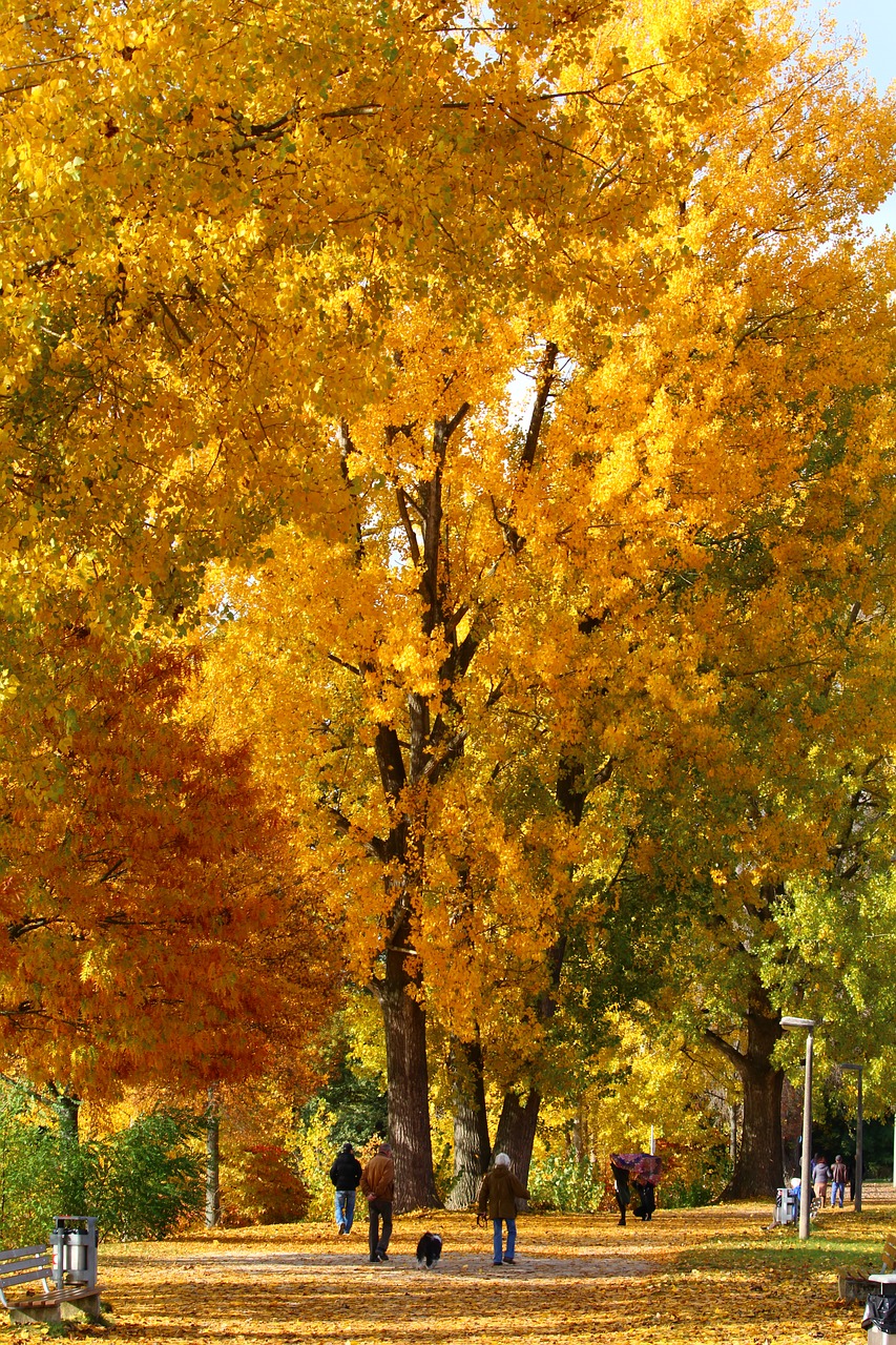 autumn walk leaves free photo