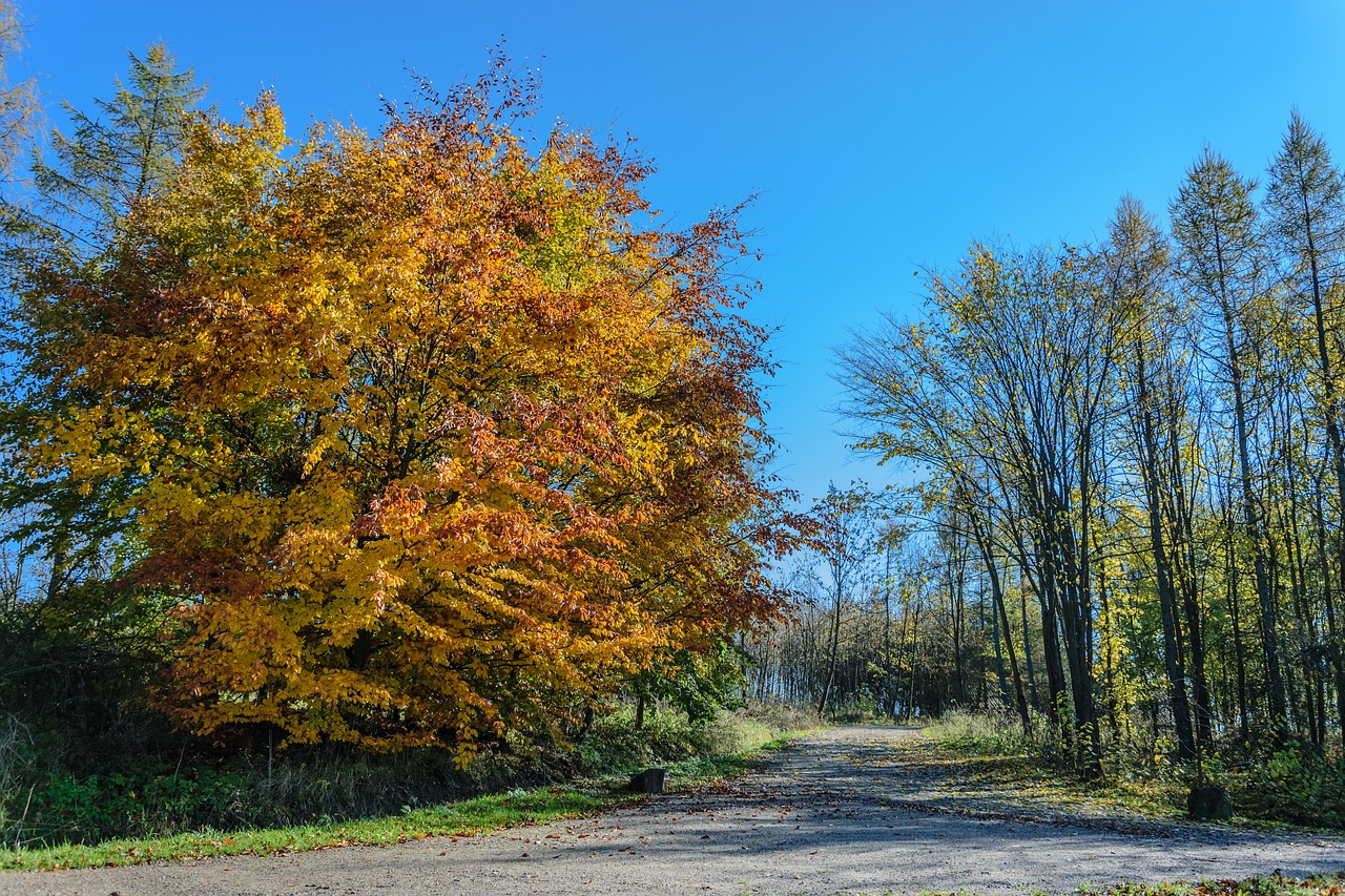 autumn tree park free photo