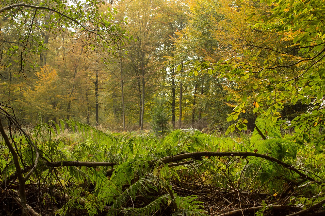 autumn forest leaves free photo