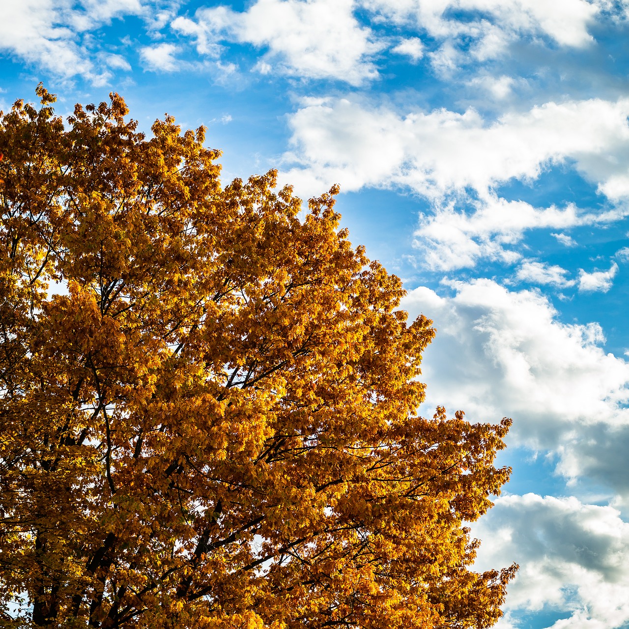 autumn oak sky free photo