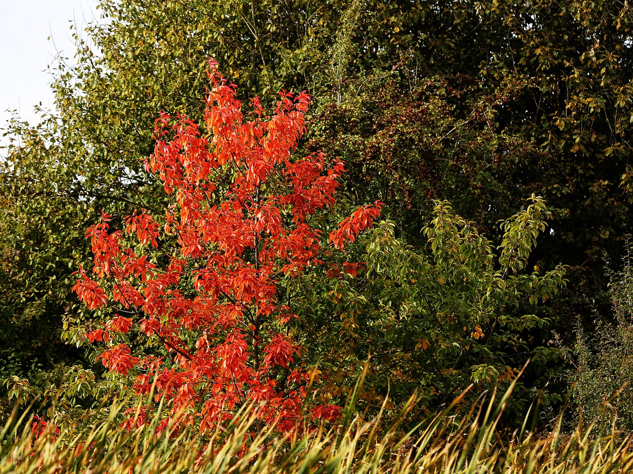 autumn leaves tree free photo