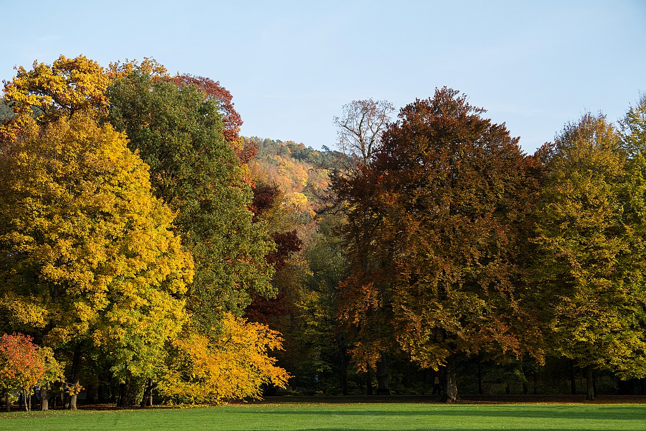 autumn leaves fall leaves free photo