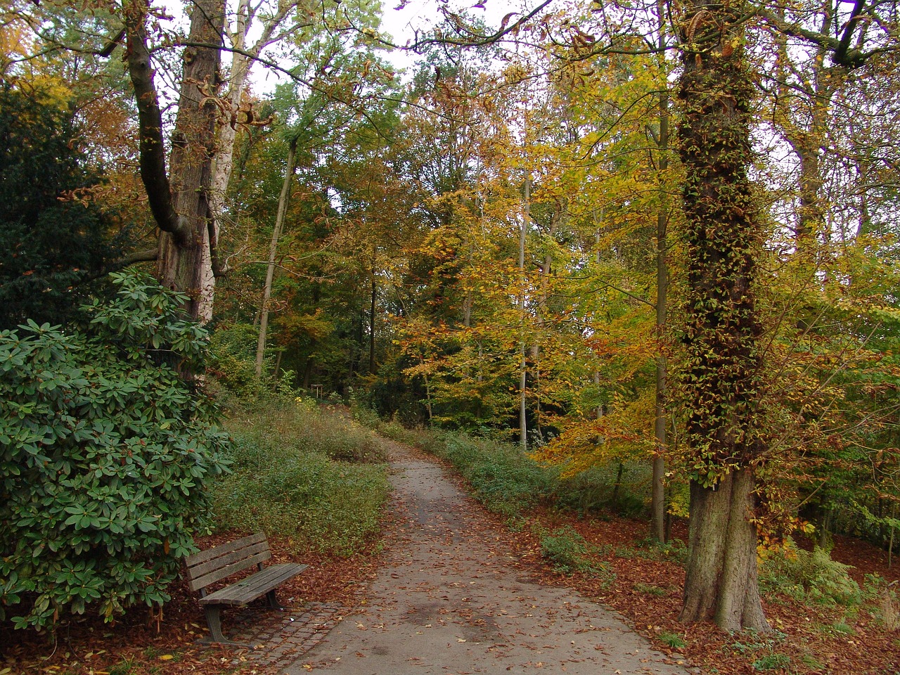 autumn fall foliage away free photo