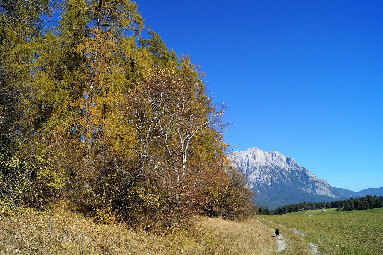 autumn blue sky tree free photo