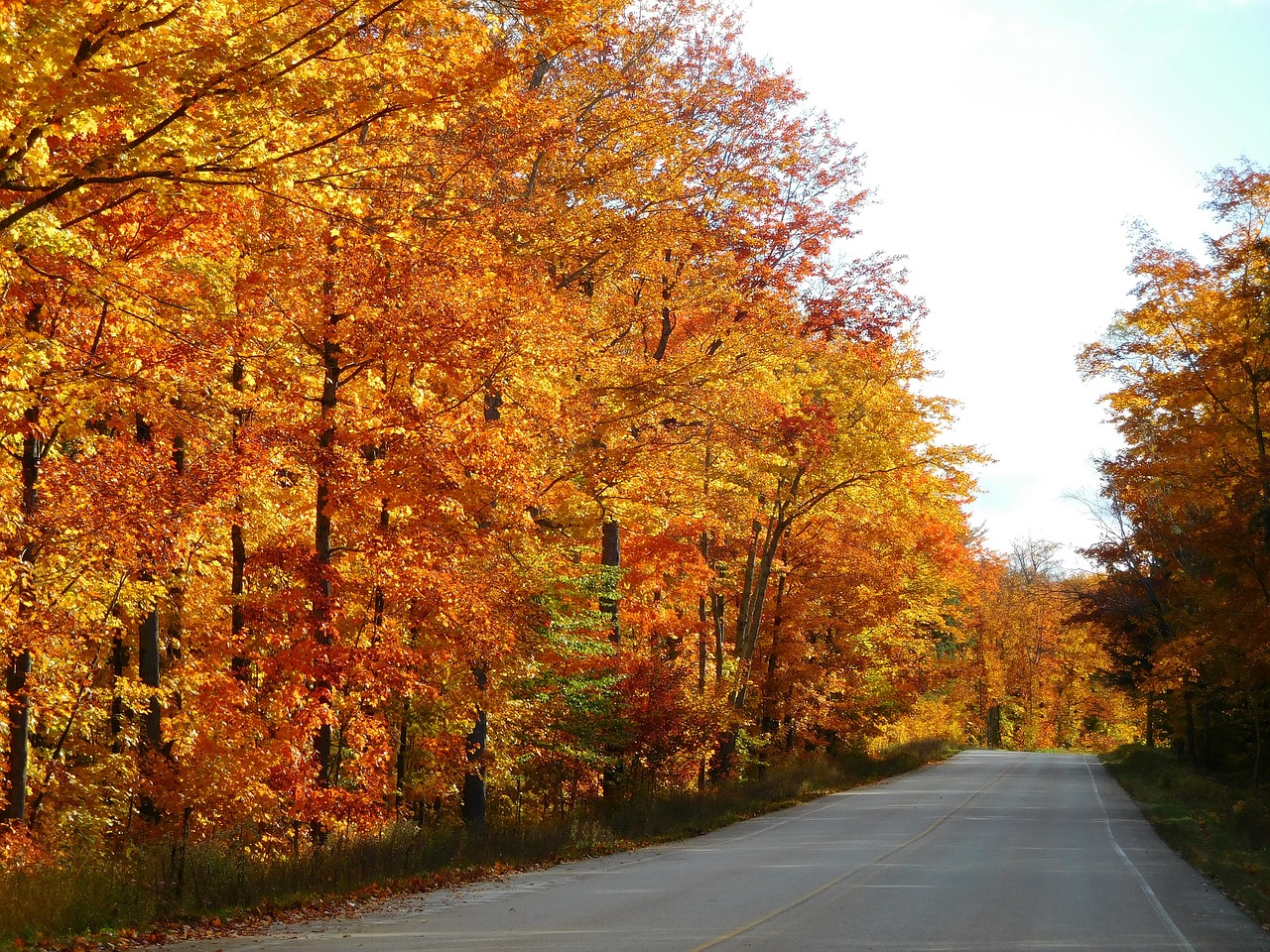 autumn colorful leaves free photo