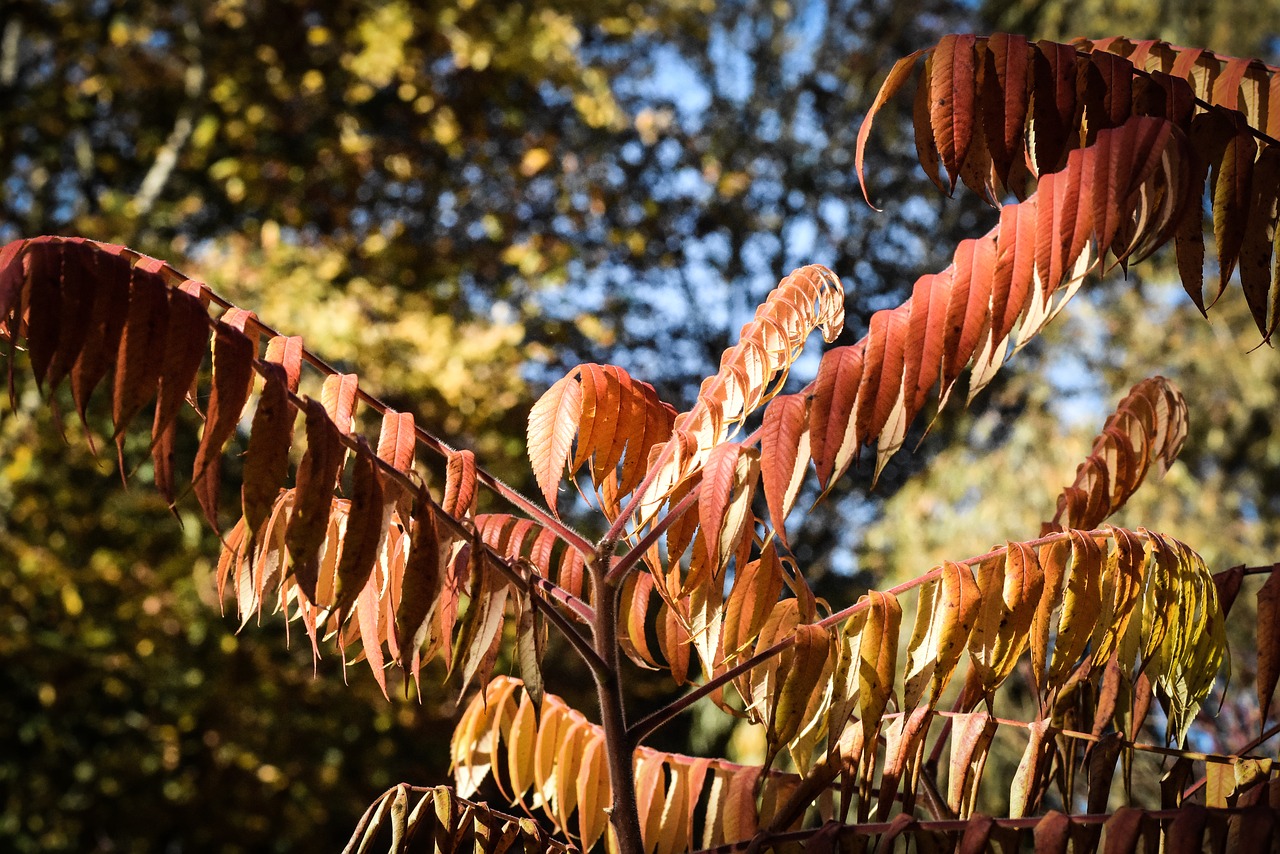 autumn leaves forest free photo