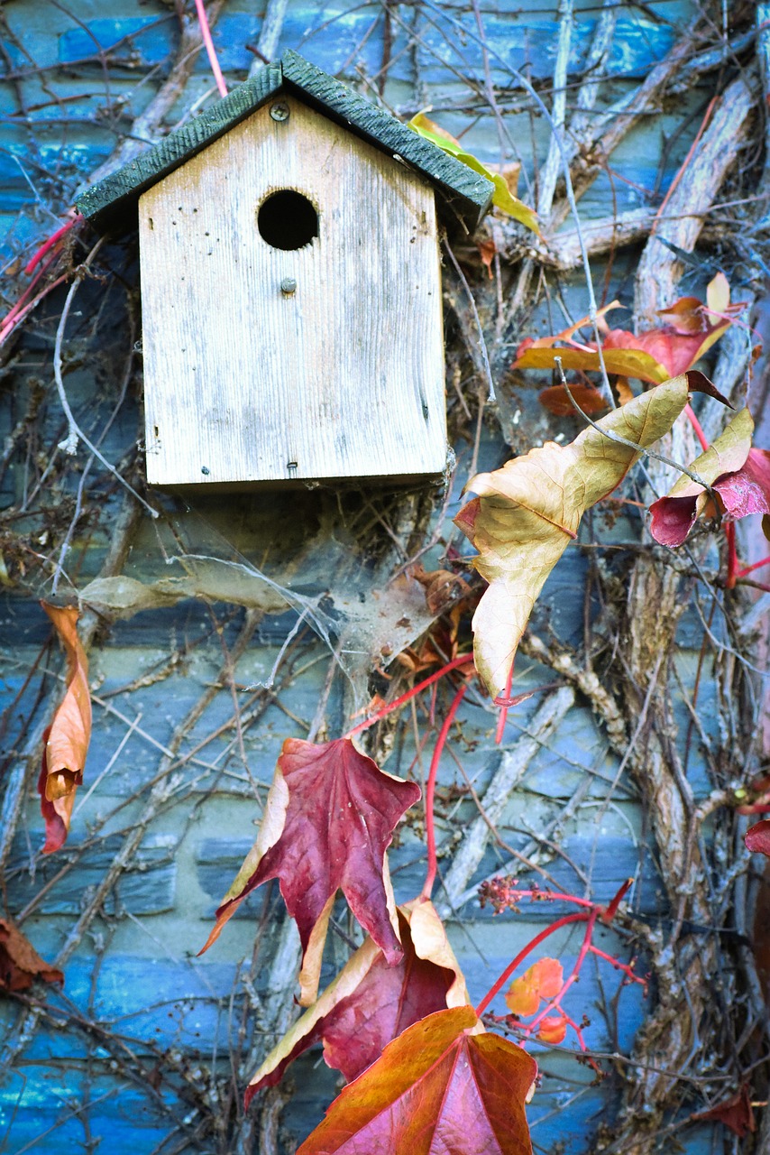 autumn leaves forest free photo