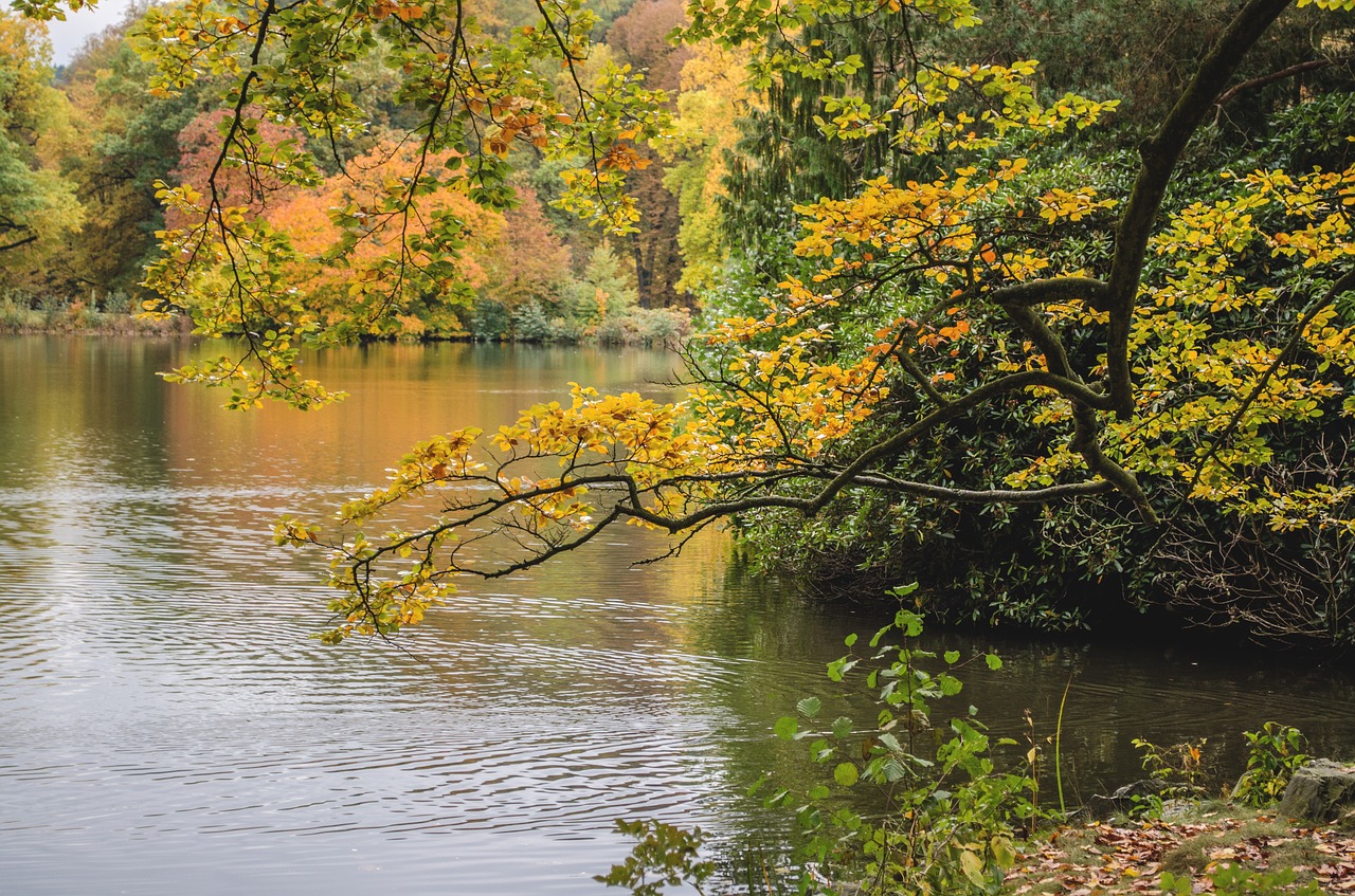 autumn nature branch free photo