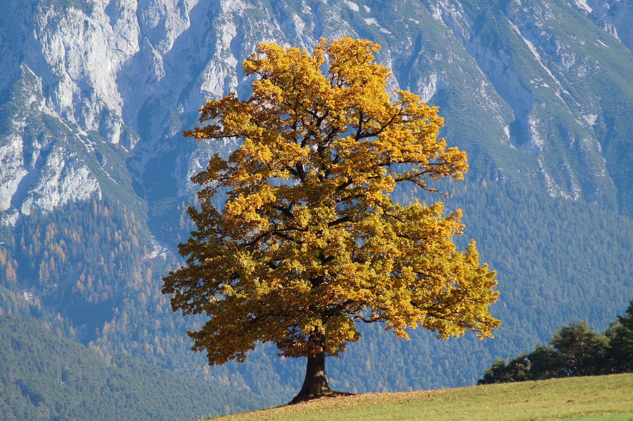 autumn leaves fall foliage free photo