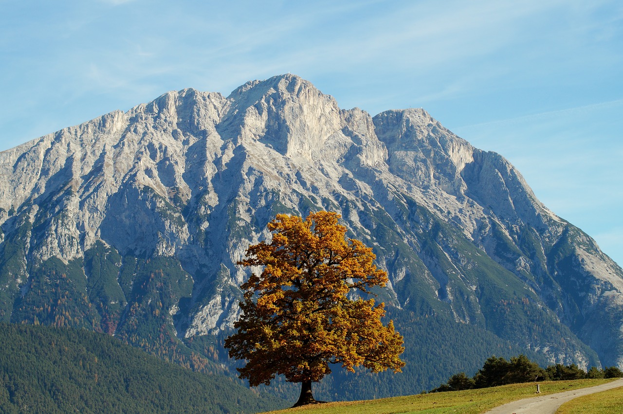 autumn leaves fall foliage free photo