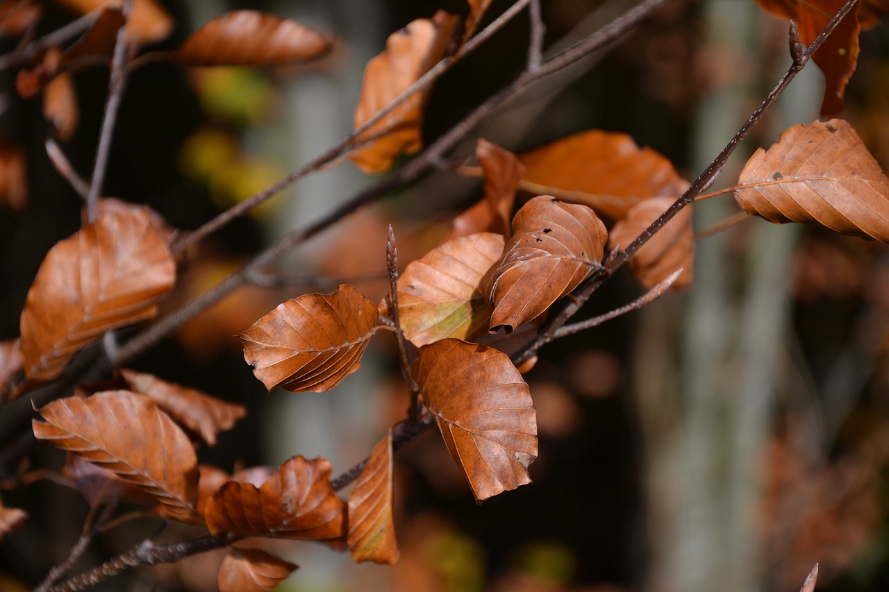 autumn fall foliage fall color free photo