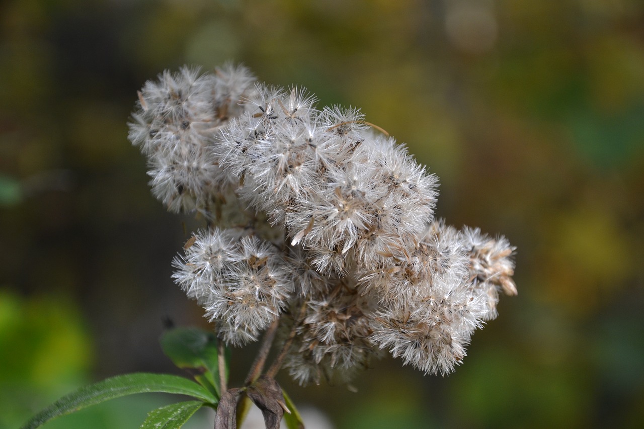 autumn autumn flowers plant free photo