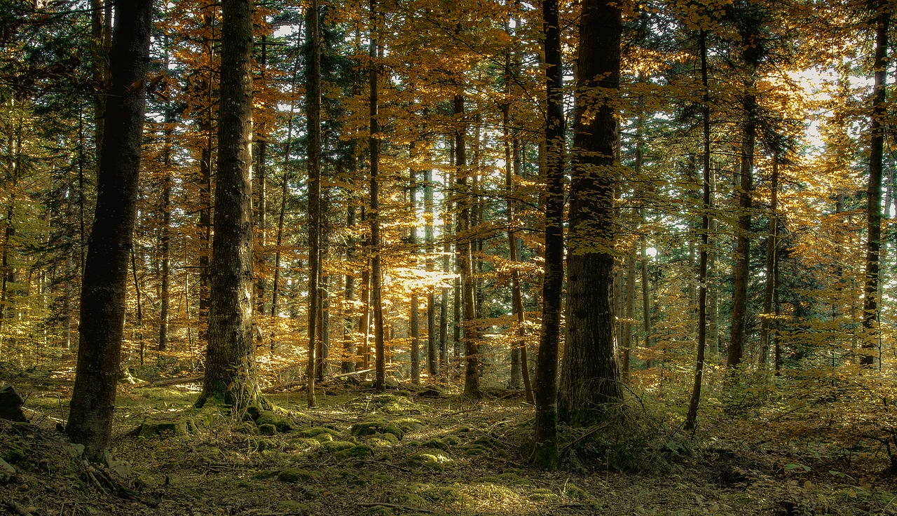 autumn forest landscape free photo