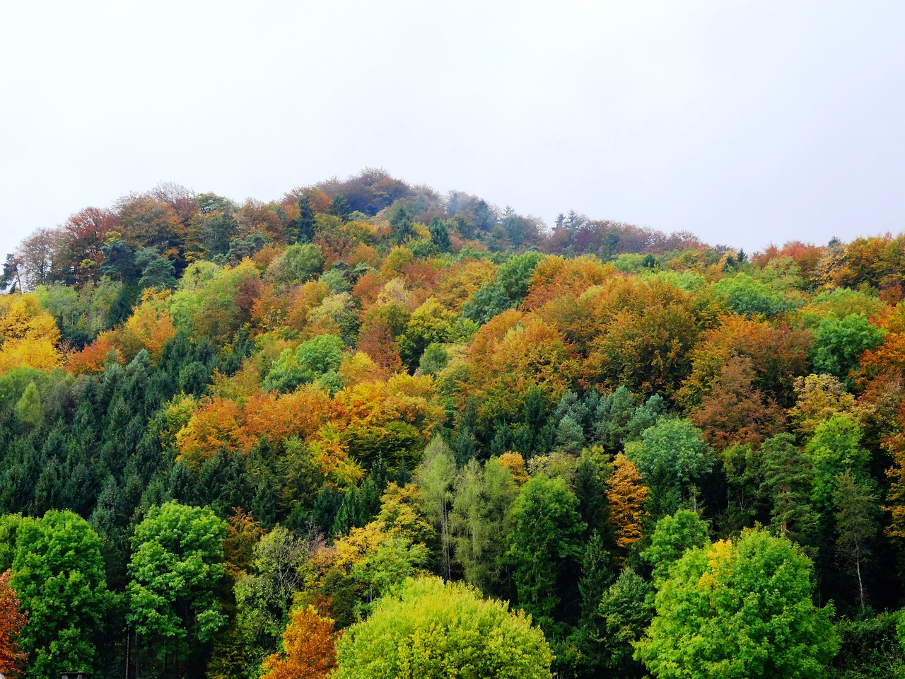 autumn forest trees free photo