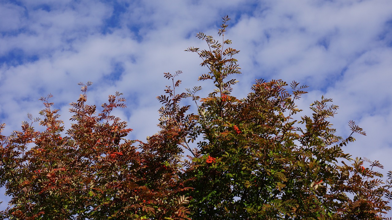 autumn fall colors rowan free photo