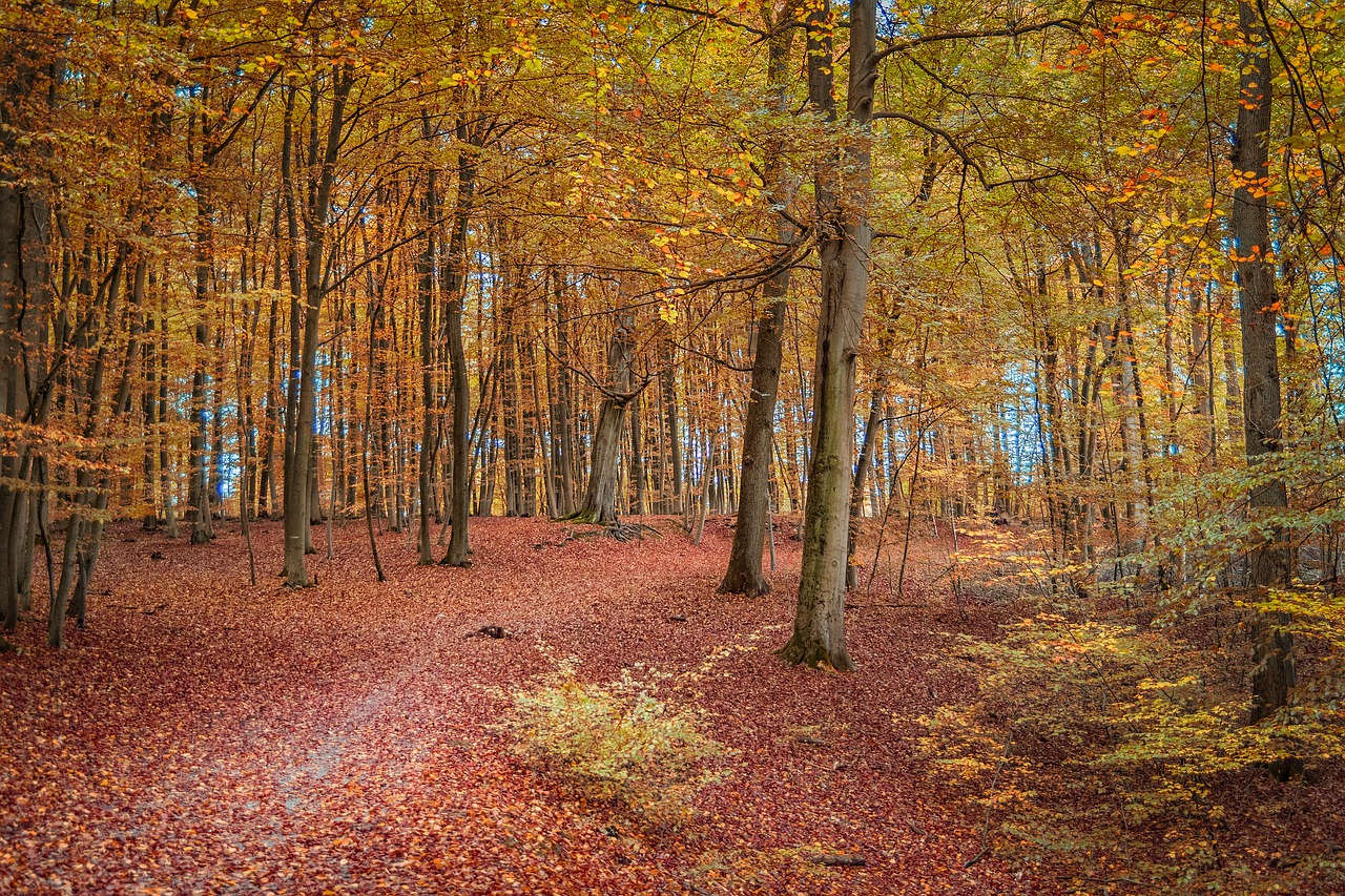 autumn forest nature free photo