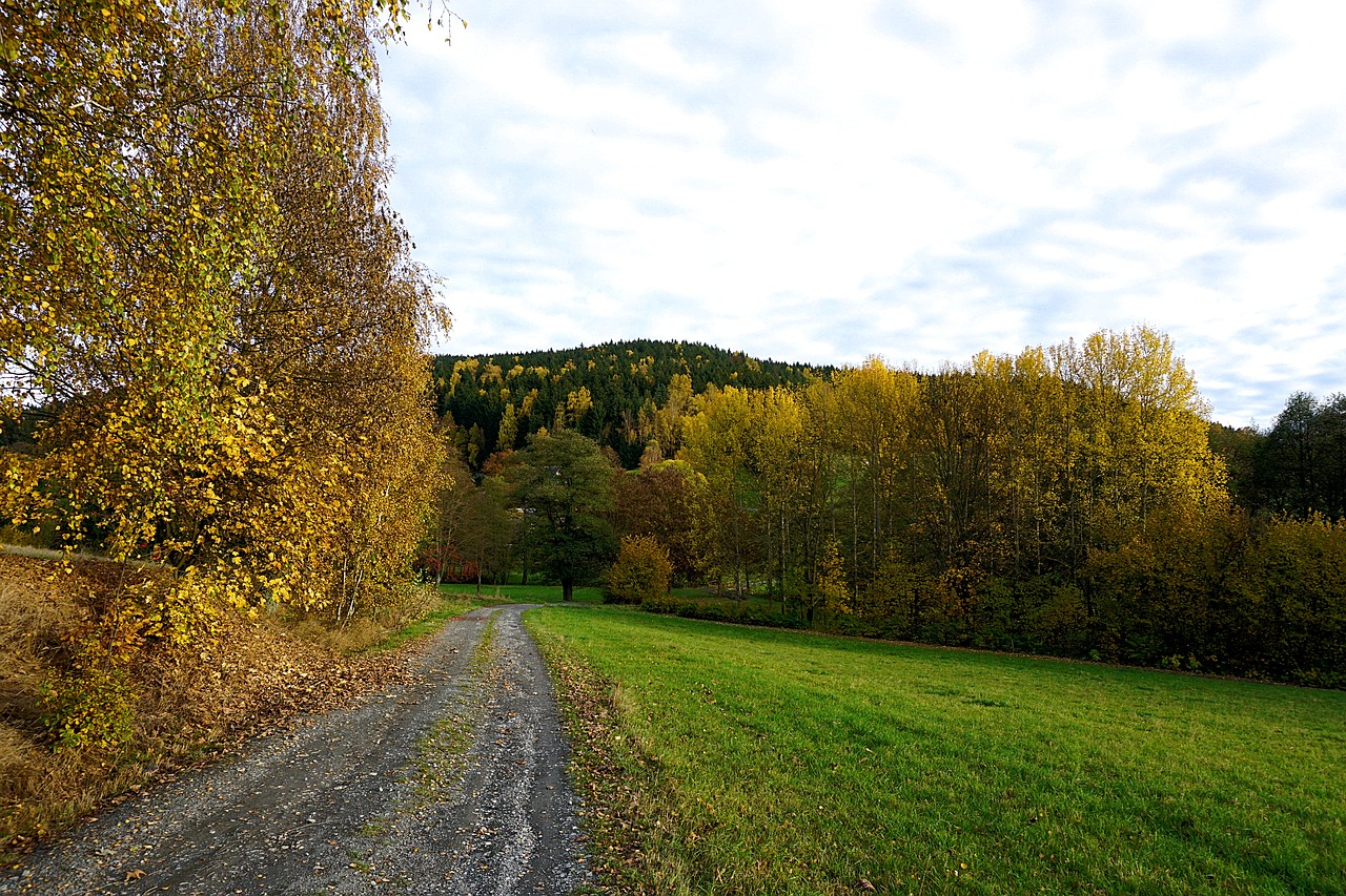 autumn leaves fall color free photo