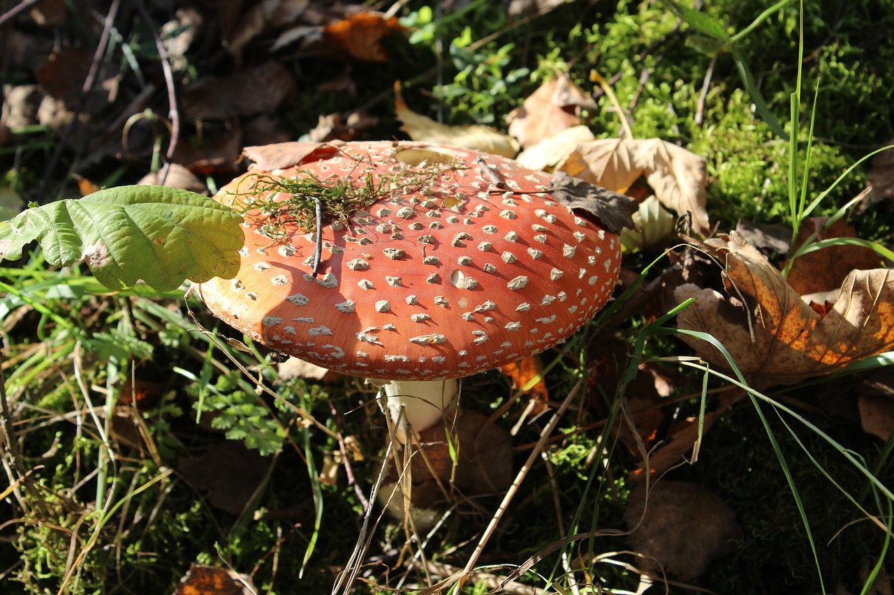autumn mushroom amanita free photo