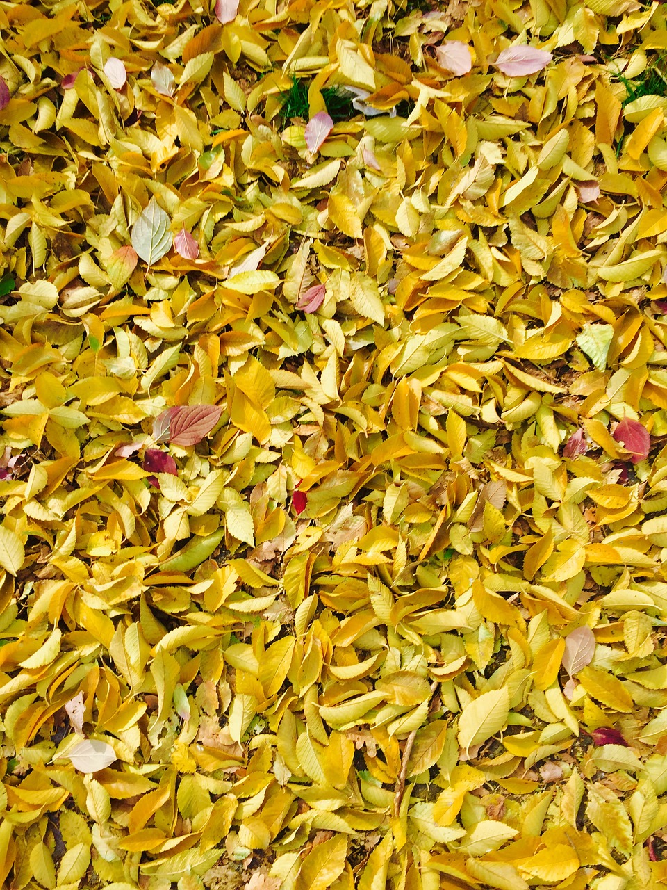 autumn leaves background free photo