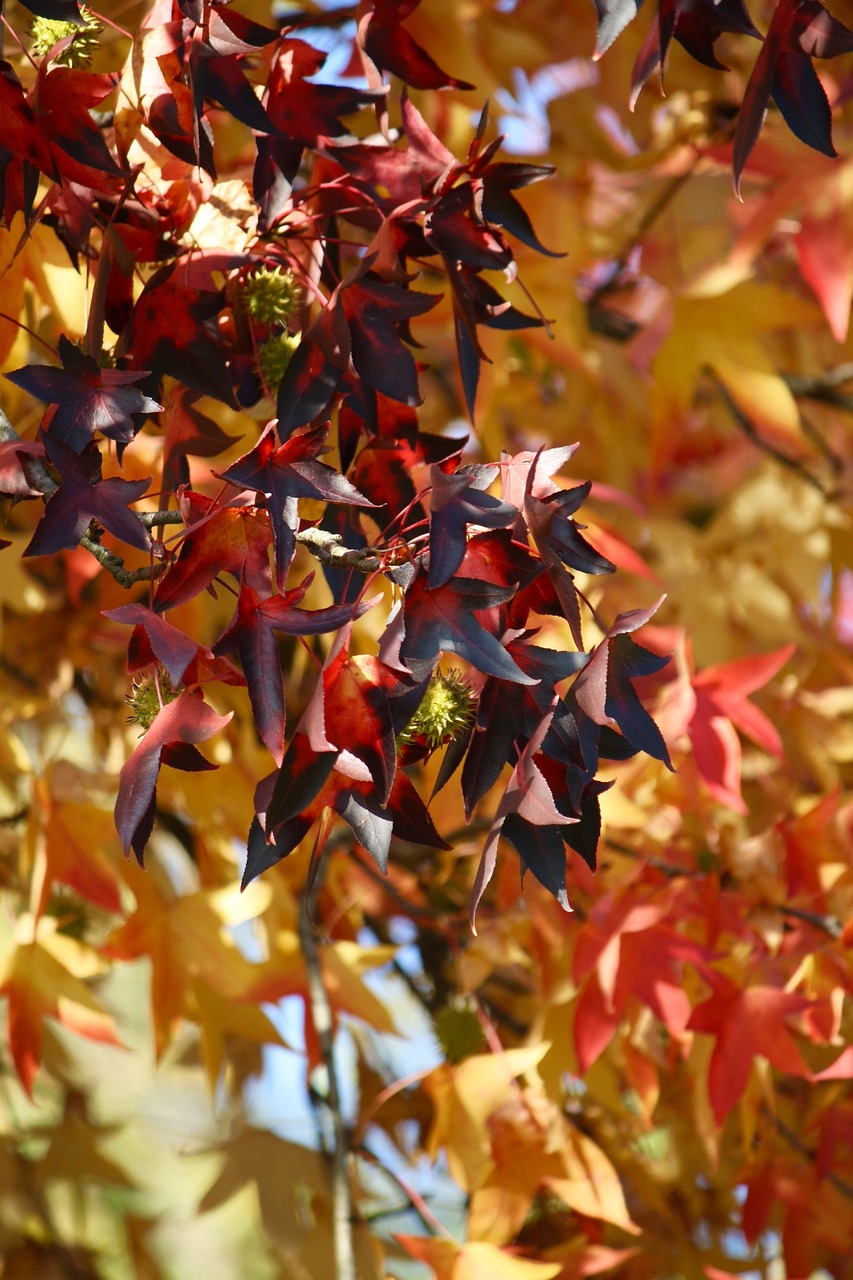 autumn leaves foliage free photo