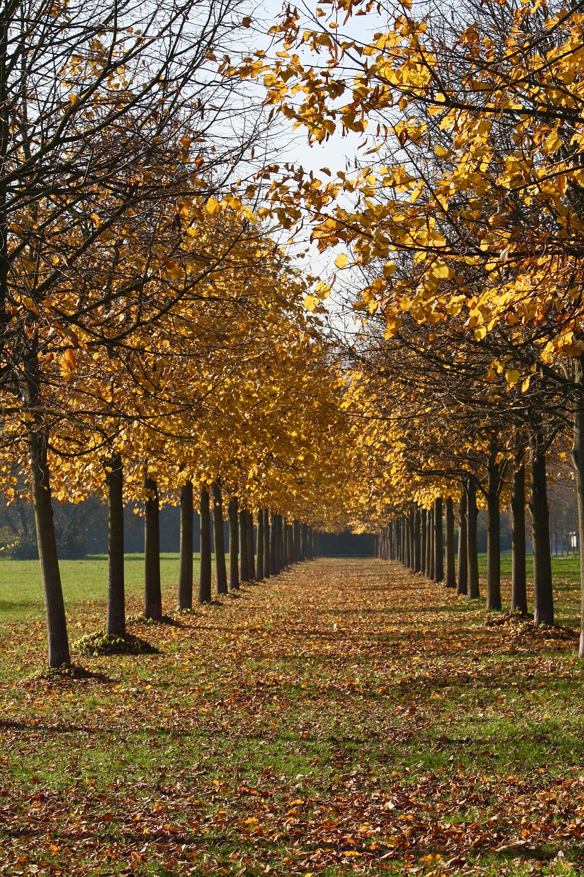 autumn leaves leaf free photo