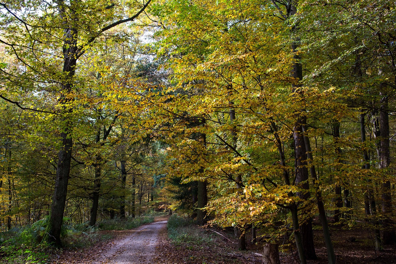 autumn forest nature free photo