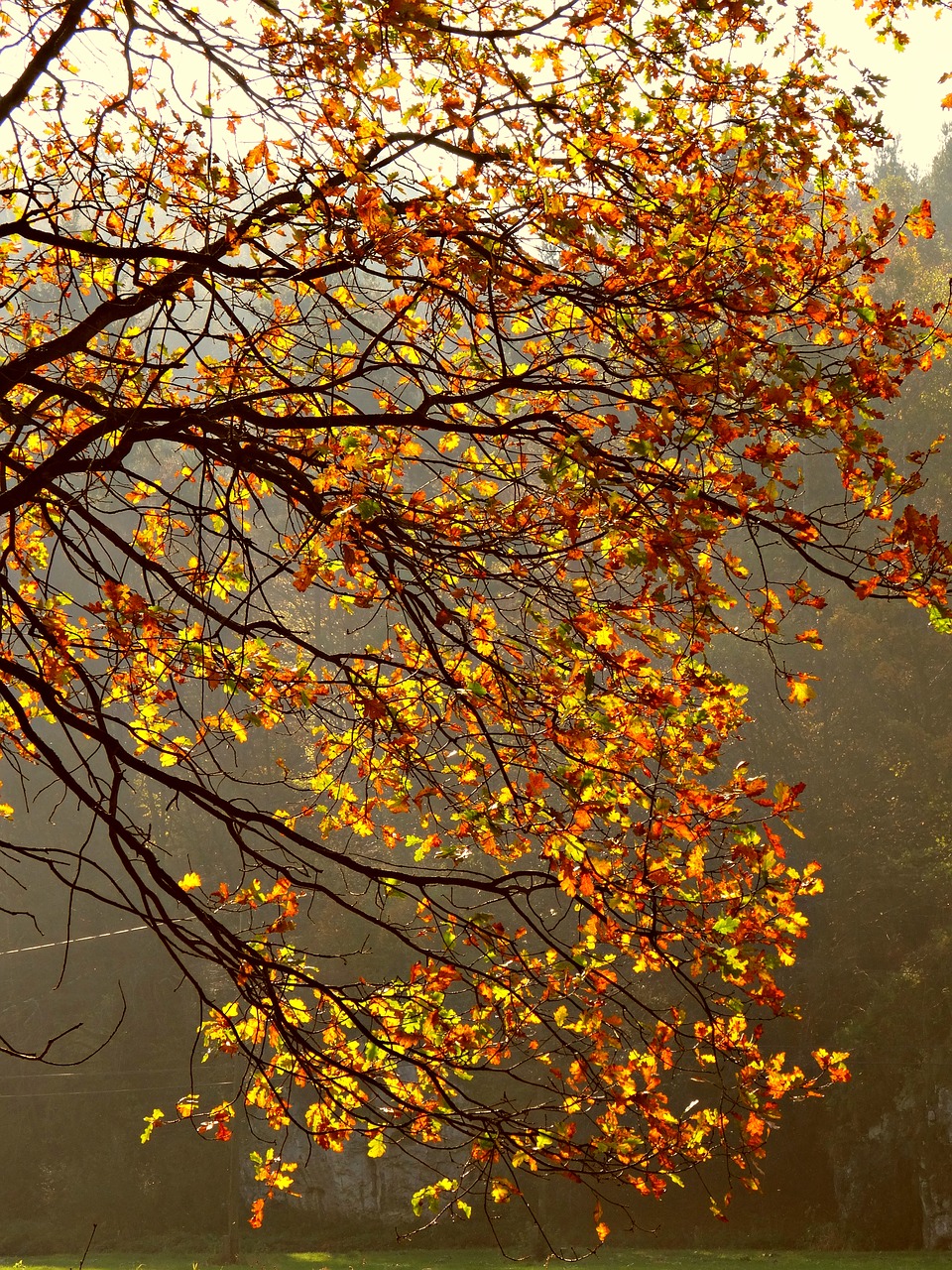 autumn foliage scenically free photo