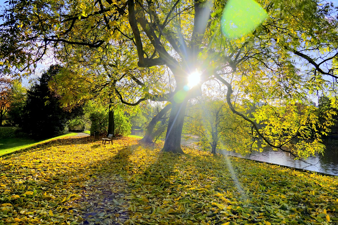 autumn leaves tree free photo