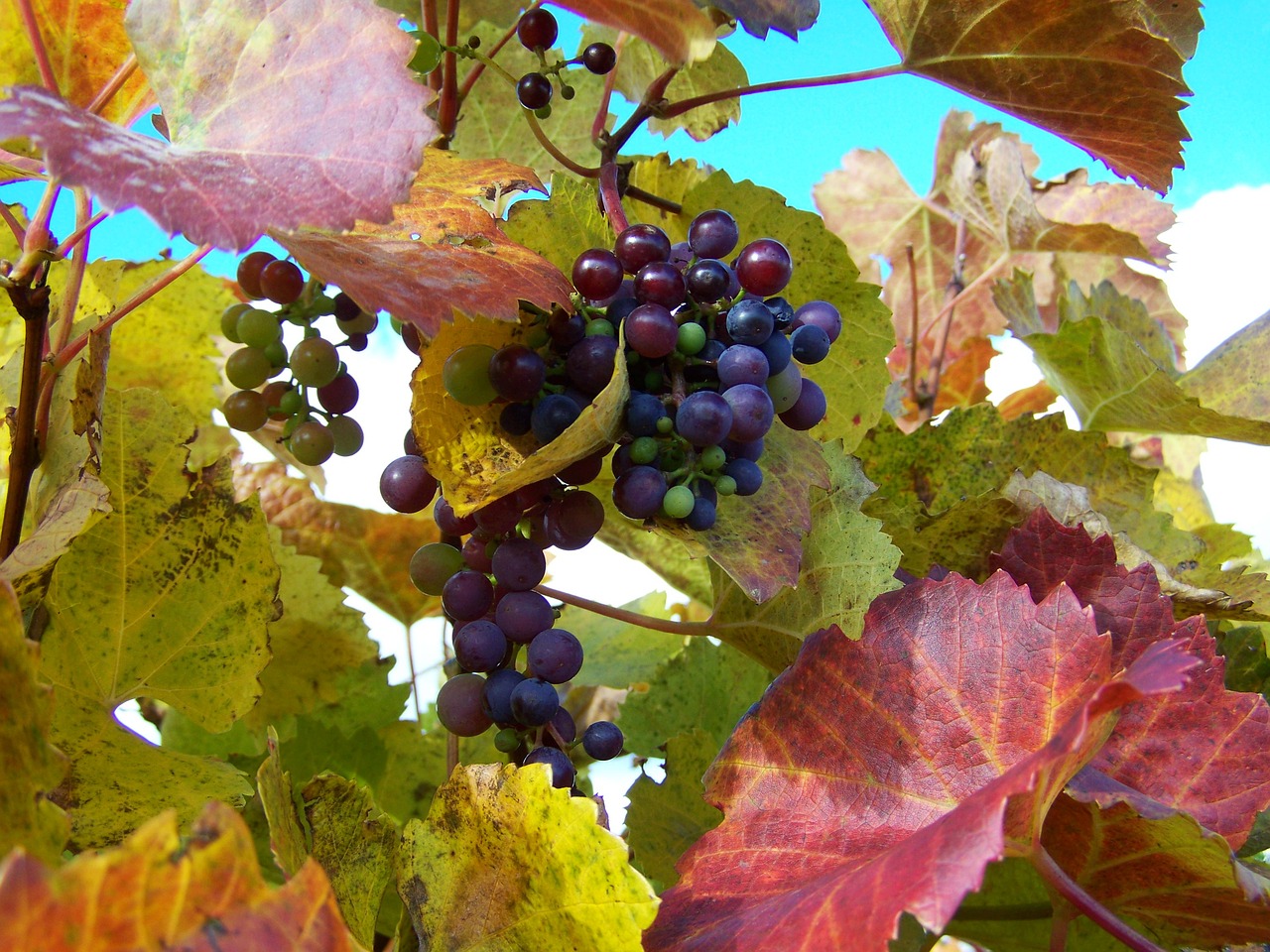 autumn ripe grape vineyard free photo