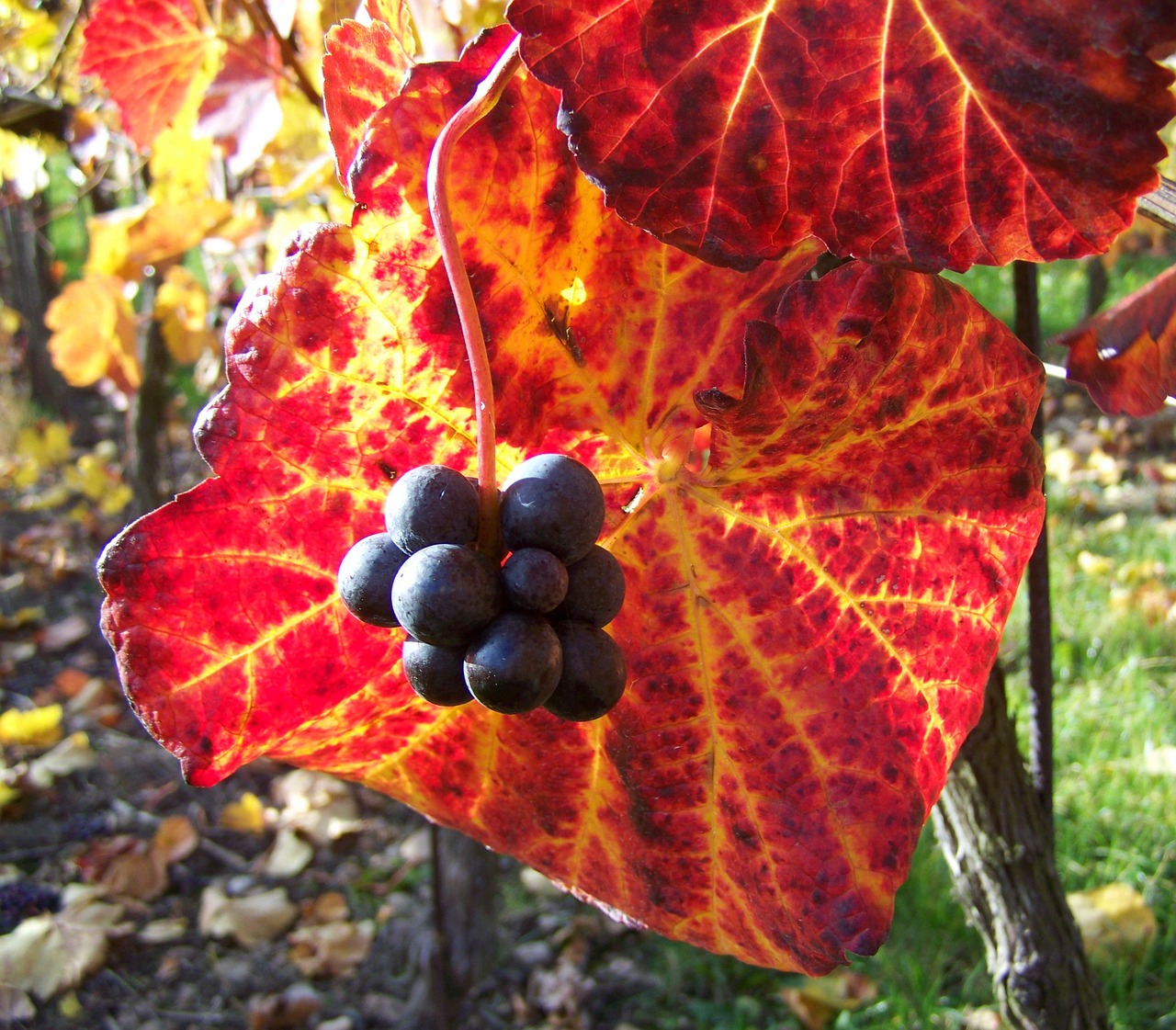 autumn ripe grape colorful vine leaves free photo