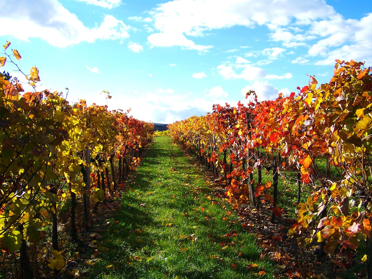 autumn discolored leaves vineyard free photo