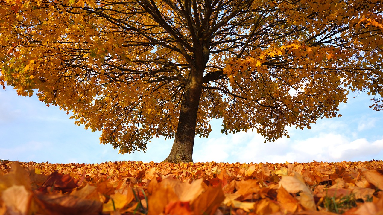 autumn tree fall free photo