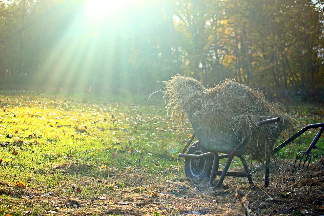autumn light wheelbarrow free photo