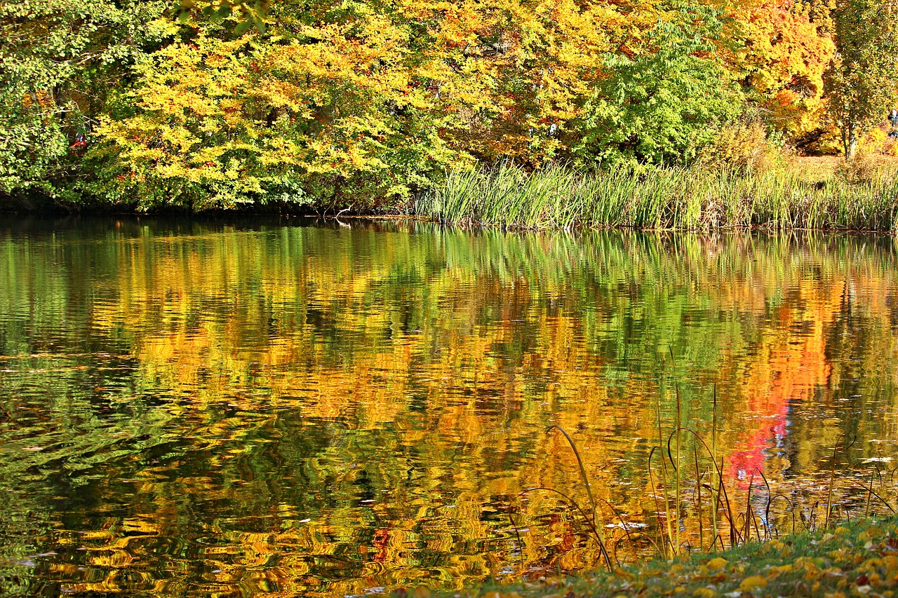 autumn fall foliage fall color free photo