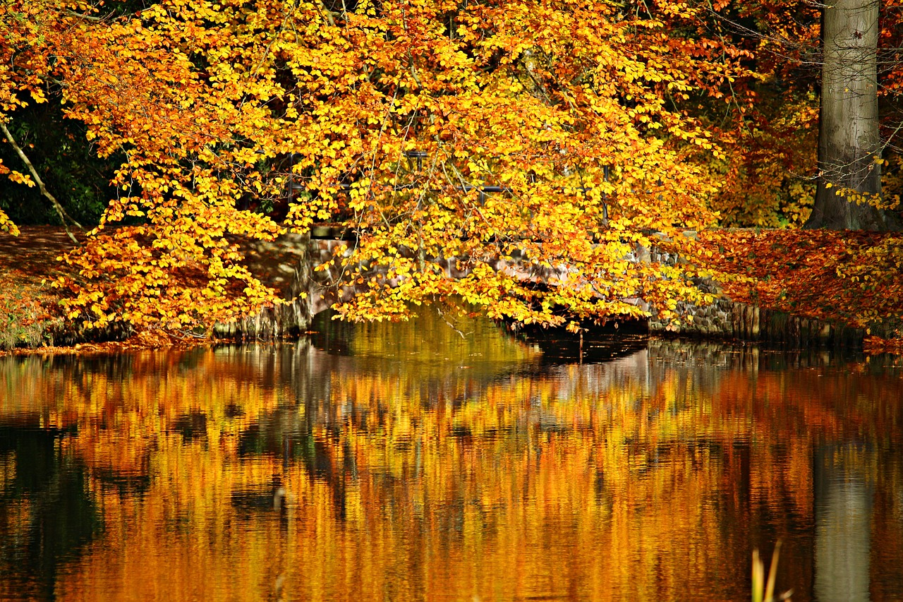 autumn fall color fall foliage free photo